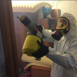 Уничтожение клопов в квартире. Шушары